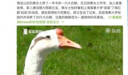 抖音网红大鹅,萌态可掬，圈粉无数